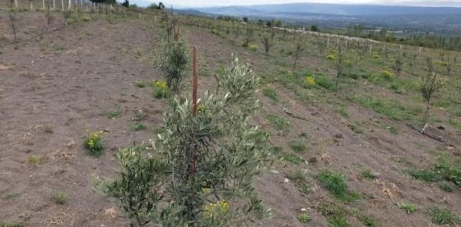 Amasya’da Zeytin Yetiştiriciliği İçin İlk Adım